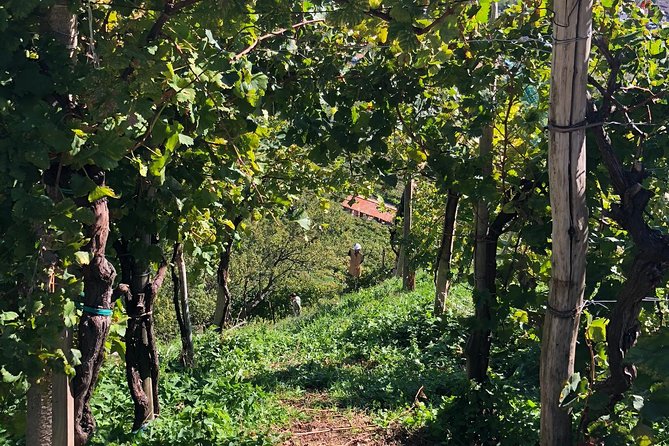 A Sparkling Day in the Prosecco Hills from Venice - Pieve di Soligo Lunch: Four Courses, Spiedo, and Homemade Desserts