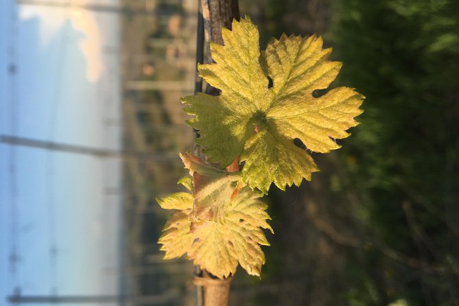 Abellonio Cascina Piccaluga - visit to the vineyards, to the wine tasting cellar - The cellar tour: where wine takes shape from harvest to aging
