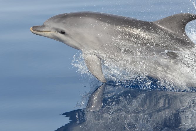 Alghero - Dolphin Watching and Guided Snorkeling (summer tour) - Key things you should look forward to