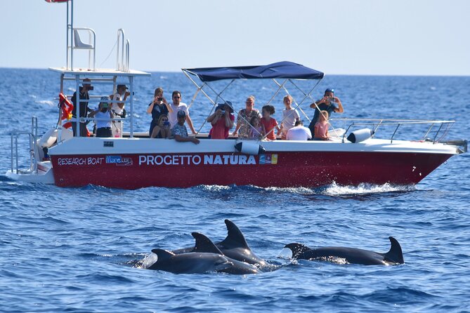 Alghero - Dolphin Watching and Guided Snorkeling (summer tour) - Spotting dolphins: the 80% chance and the reality check