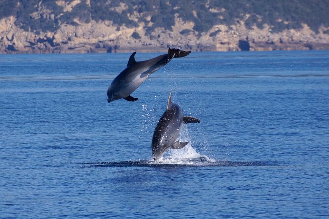 Alghero - Dolphin Watching and Guided Snorkeling (summer tour) - Meeting point and what to bring so you’re not scrambling