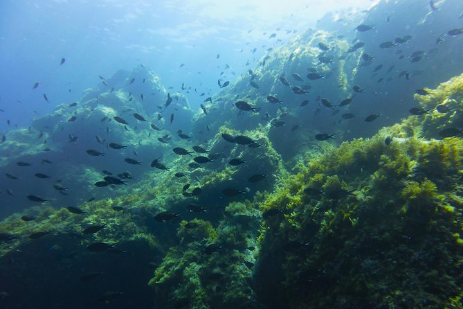 Alghero - Dolphin Watching and Guided Snorkeling (summer tour) - The scientist-led experience: what makes it more than a generic dolphin trip