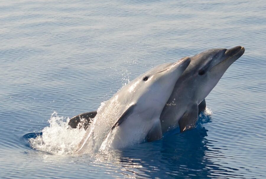 Alghero: Dolphin Watching Tour with Marine Researcher - Key highlights you’ll care about