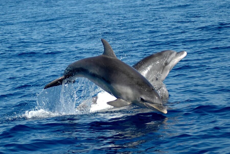 Alghero: Dolphin Watching Tour with Marine Researcher - How this Alghero dolphin tour works in real life
