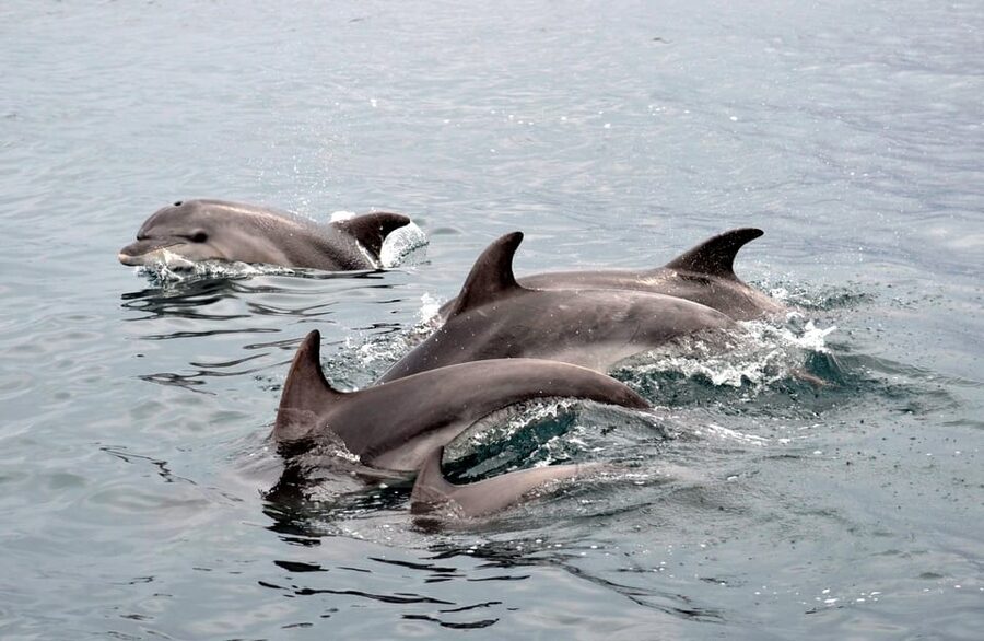 Alghero: Dolphin Watching Tour with Marine Researcher - The dolphin search: responsible viewing plus on-board data collection