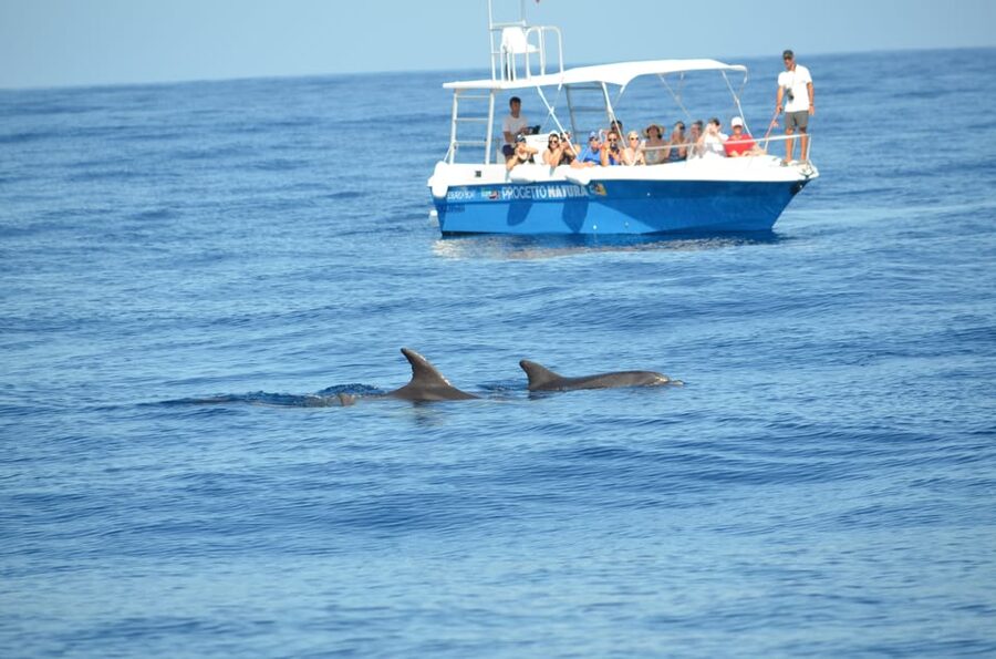Alghero: Dolphin Watching Tour with Marine Researcher - From the meeting point to the boat: where your day starts