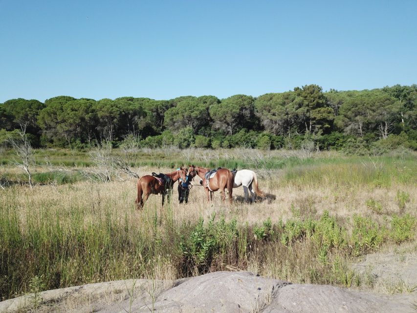 Alghero: Guided Horseback Ride at Lake Baratz & Porto Ferro - Key points to know before you book this Alghero horseback ride
