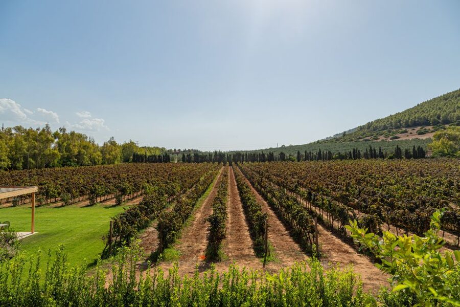 Alghero: Wine and Olive Oil Tasting at a Local Farm - Getting there from Alghero, the part that can make or break your day