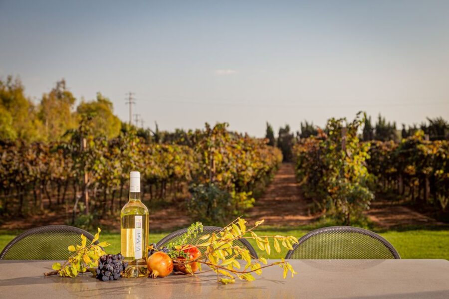 Alghero: Wine and Olive Oil Tasting at a Local Farm - Practical tips I’d follow before you go