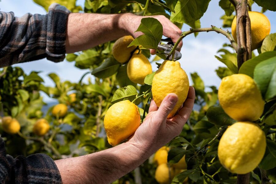 Amalfi: Cooking Class and Farmhouse Visit With Meal - Pick Your Ingredients: gloves, wicker baskets, and seasonal herbs
