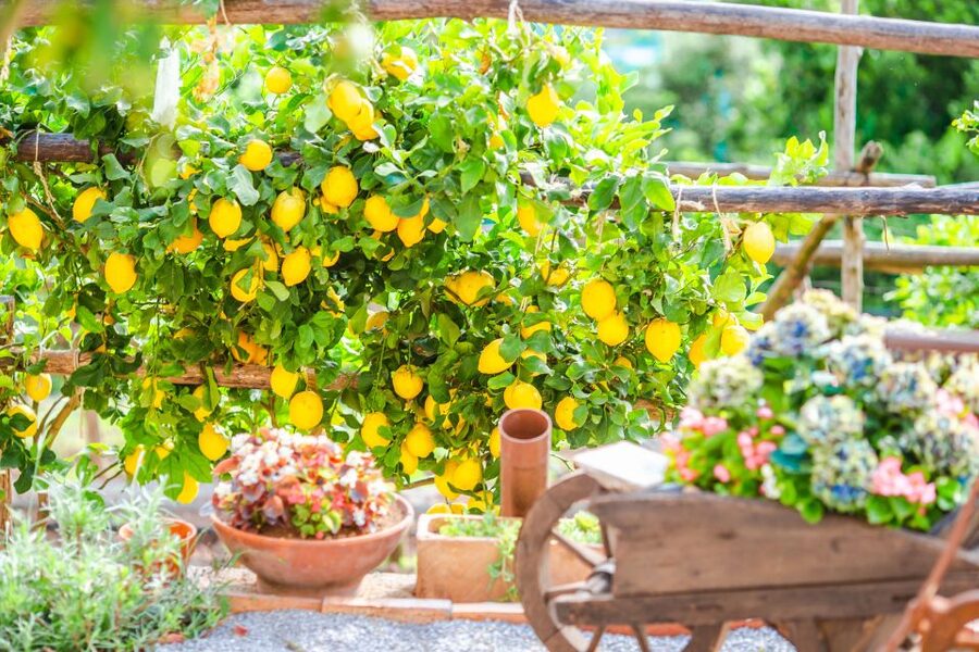Amalfi: Cooking Class and Farmhouse Visit With Meal - What You Take Home: recipes, cooking diploma, and that try-it-again feeling