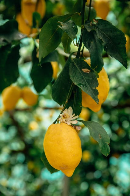 Amalfi: Vertical Lemon Farm Tour, Tastings, and Rural Museum - Walking into Amalfi’s Vertical Lemon World