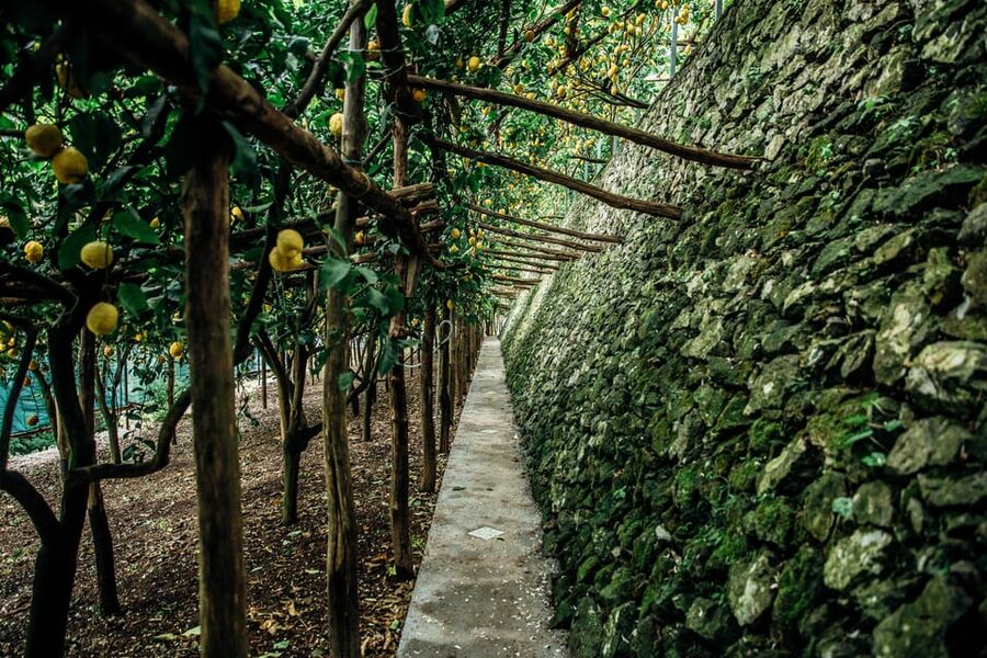 Amalfi: Vertical Lemon Farm Tour, Tastings, and Rural Museum - Timing, Walk Difficulty, and What to Bring