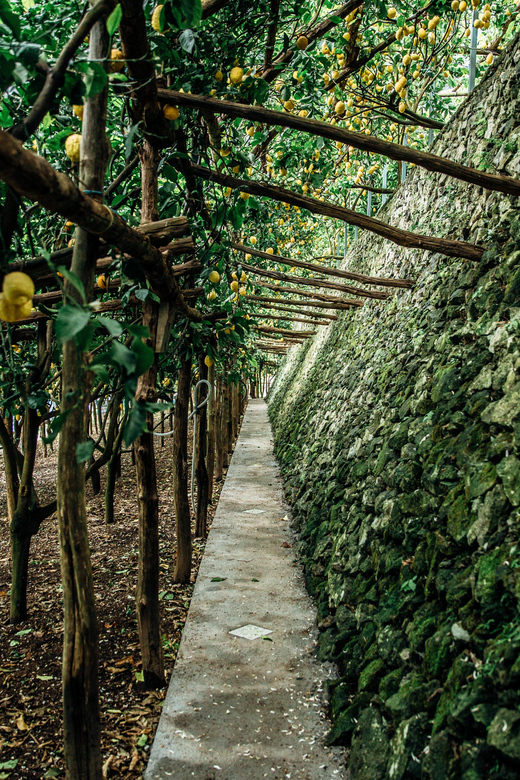 Amalfi: Vertical Lemon Farm Tour, Tastings, and Rural Museum - Getting There from Amalfi Town, and the Car Question