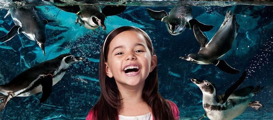 Aquarium of Cattolica Entry Ticket - Feeding sessions: where the day gets loud and exciting