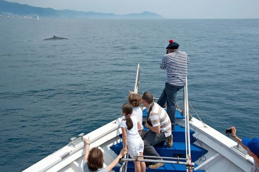 Aquarium of Genoa Ticket and Whale Watching Cruise - How the timing works: syncing your aquarium and whale slot