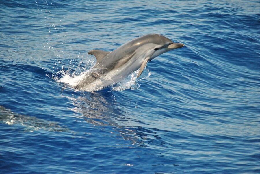 Aquarium of Genoa Ticket and Whale Watching Cruise - Whale watching from Genoa: the Pelagos Sanctuary 4-hour plan