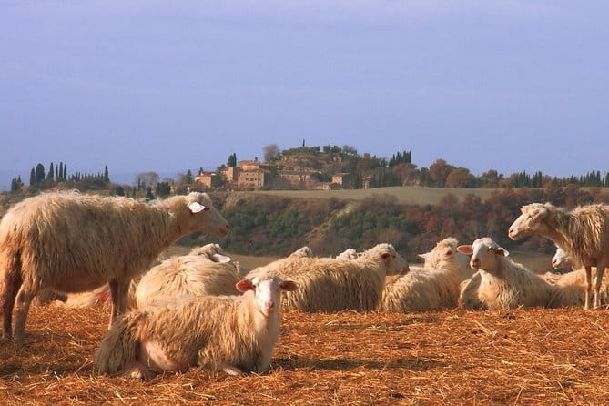 Authentic Pasta Class in Florence - Who this pasta class suits best (and who should think twice)