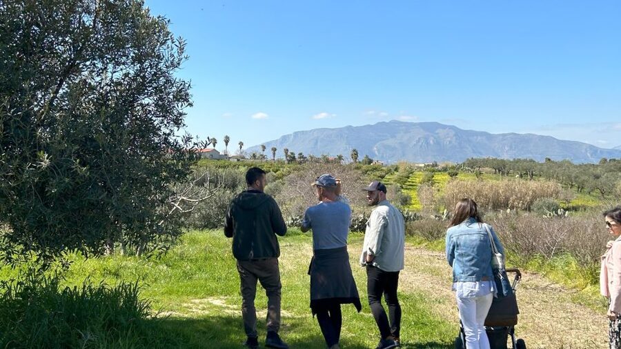 Balestrate: Olive Grove Tour with Wines & Olive Oil Tasting - Key Points You Should Know Before You Go