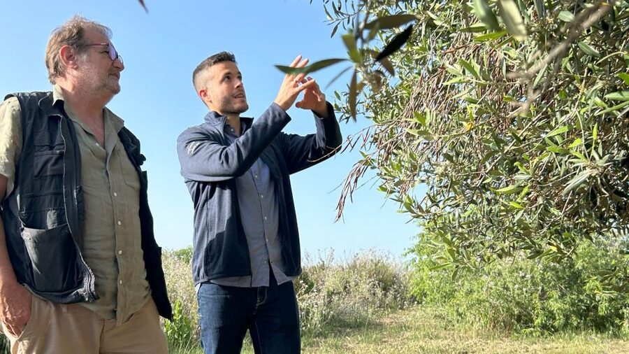 Balestrate: Olive Grove Tour with Wines & Olive Oil Tasting - Francesco’s Olive Grove Walk in Balestrate