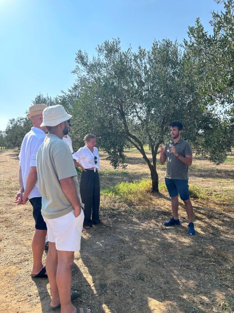 Balestrate: Olive Grove Tour with Wines & Olive Oil Tasting - The Sicilian Table: Pairings You Can Taste Immediately