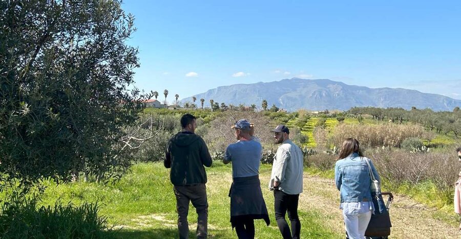 Balestrate: Olive Grove Tour with Wines & Olive Oil Tasting - A Family-Home Tasting: Oil, Wine, Balsamic, Limoncello