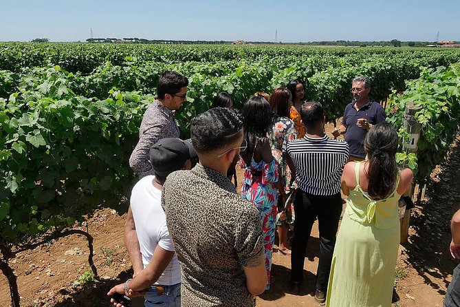 Bolgheri: Classic Wine Tasting with Winery Tour - Who Should Book This Wine Tasting in Bolgheri