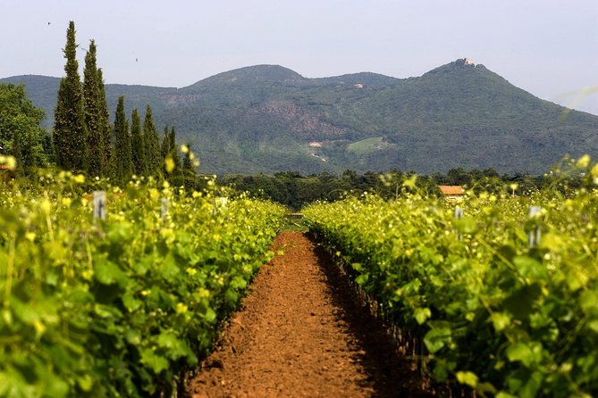 Bolgheri: Classic Wine Tasting with Winery Tour - Start at Farm Lands of the Marquis, and Know the Clock