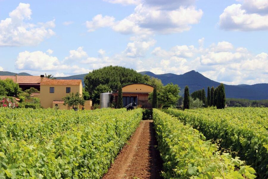 Bolgheri: Winery Tour with Wine Tasting - Group energy, guide style, and what to watch during the tasting