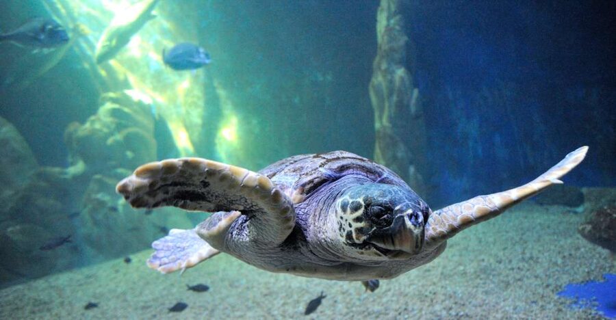 Cala Gonone: Cala Gonone Aquarium Entry Ticket - A modern aquarium worth your time in Cala Gonone
