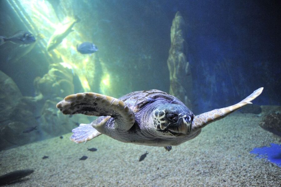 Cala Gonone: Cala Gonone Aquarium Entry Ticket - What you will see in the 24 Mediterranean tanks