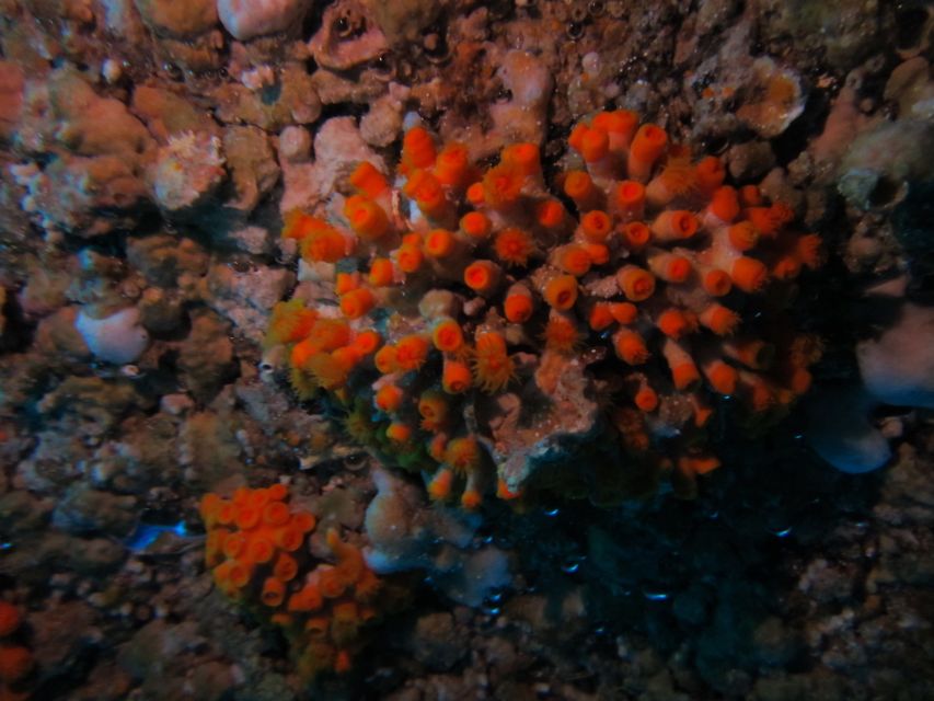 Catania: Gulf Scuba Diving Tour with Marine Biologist - Should you book this Gulf of Catania marine biologist tour?