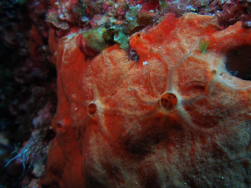 Catania: Gulf Scuba Diving Tour with Marine Biologist - Underwater canyons and lava features: what you’ll actually see