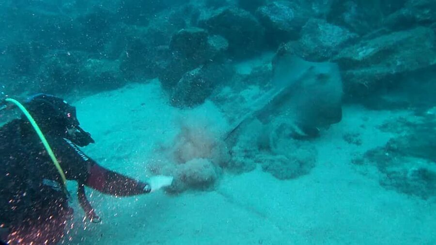 Catania: Gulf Scuba Diving Tour with Marine Biologist - Price and value: what $82 buys you (and what you should plan for)