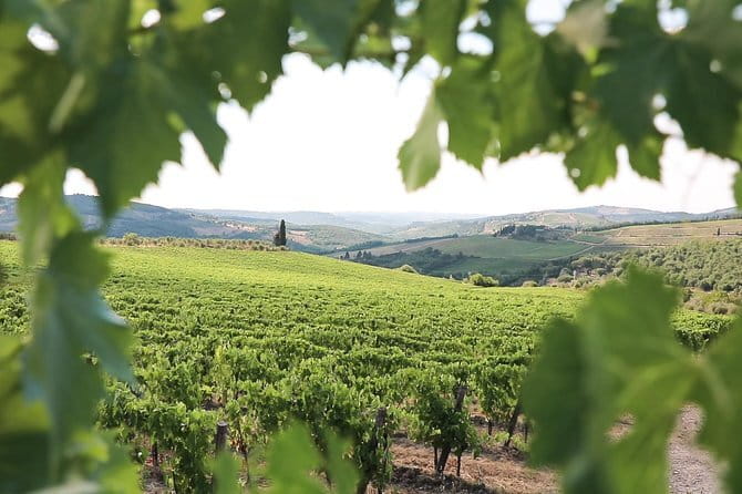 Chianti Wine Tour from Florence - The Walks and Timing: What to Expect Without Surprises