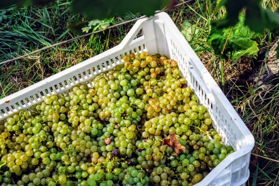 Desenzano: Lugana Wine-Tasting and Vineyard Tour - Buying bottles, timing your day, and taking the tour home