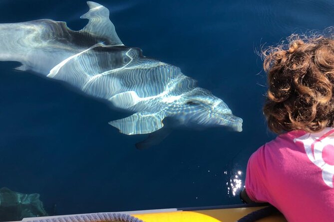 Dolphin Watching and Snorkeling in Figarolo in Sardinia - Price and Value: Is $84.69 Worth It for 3 Hours 30 Minutes?