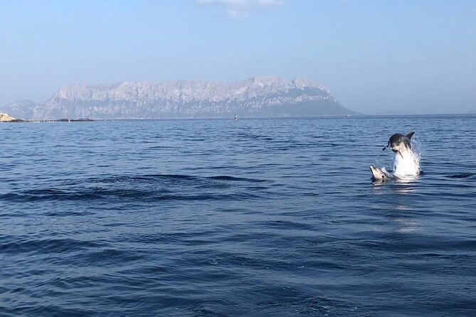 Dolphin Watching and Snorkeling in Figarolo in Sardinia - Who Should Book, and Who Should Skip