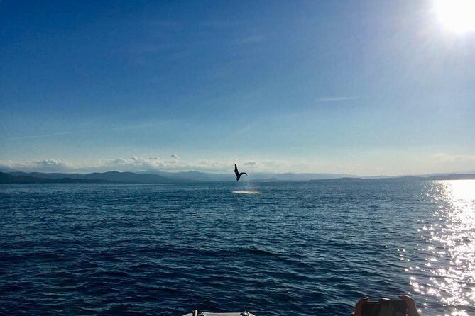 Dolphin Watching and Snorkeling in Figarolo in Sardinia - Tips to Improve Your Odds (Without Controlling the Ocean)