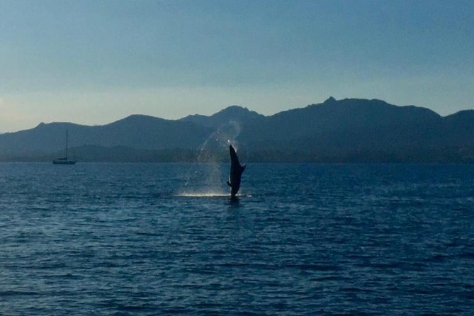 Dolphin Watching Tour - from Golfo Aranci - Key Things You’ll Notice on This Dolphin Tour