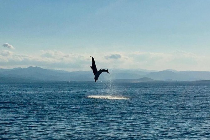 Dolphin Watching Tour - from Golfo Aranci - The 1 Hour 30 Minute Flow From Sos Aranzos to Capo Figari