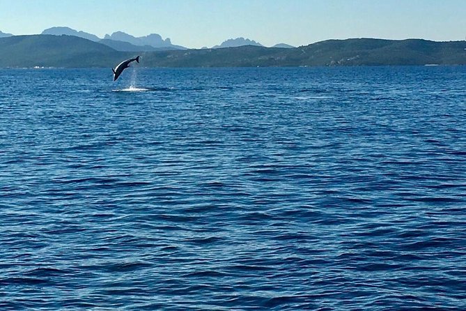 Dolphin Watching Tour - from Golfo Aranci - Who This Tour Fits Best in Your Travel Plans