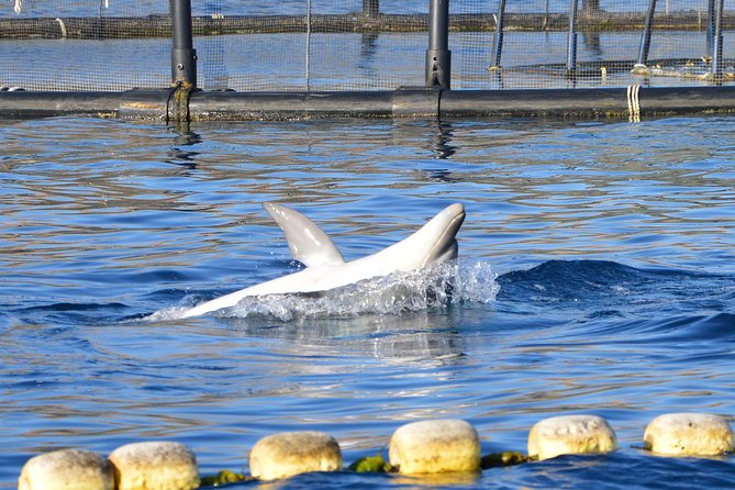 Dolphin Watching Tour - from Golfo Aranci - Should You Book This Dolphin Watching Tour From Golfo Aranci?