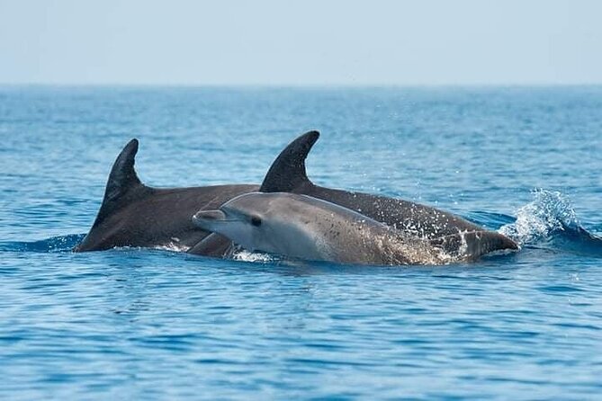 Dolphin Watching Tour with Snorkeling from Olbia - Key highlights to look for