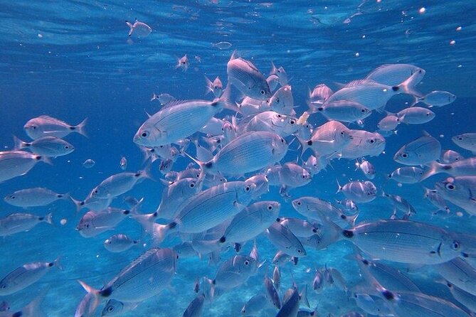 Dolphin Watching Tour with Snorkeling from Olbia - Dolphin Watching from Olbia: Why This Trip Feels Worth Your Time