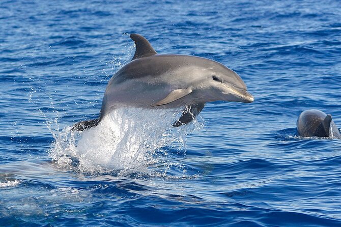 Dolphin Watching Tour with Snorkeling from Olbia - Stop 2: Cala Moresca for Dolphin Searching and Snorkeling with Fish