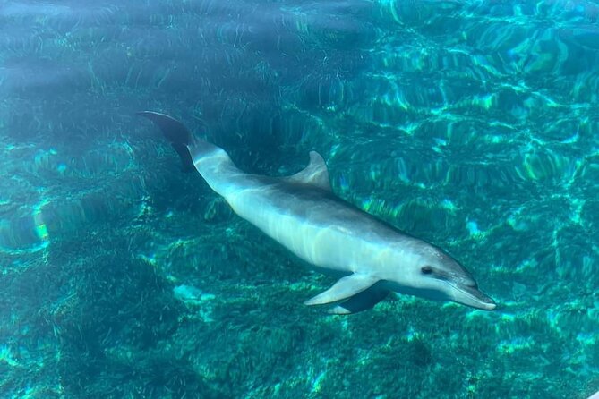 Dolphin Watching Tour with Snorkeling from Olbia - Dolphins in the Real World: How to Improve Your Odds