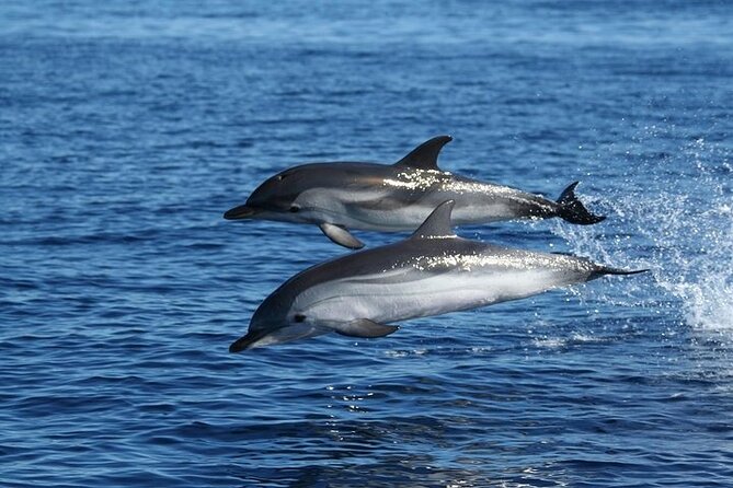 Dolphin Watching Tour with Snorkeling from Olbia - Snorkeling Reality Check: Included Gear, Clear Water, and What to Look For