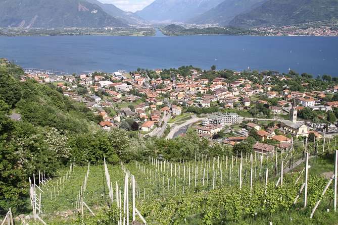Domaso: Wine Tasting at the Winery on Como Lake - Who should book this Domaso winery tour