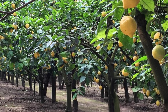 E-Bike Food and Wine Tour in the Sorrento Peninsula - Guides you might get, and why it matters